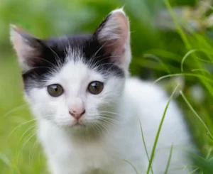 pratende kat