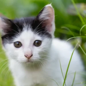 pratende kat